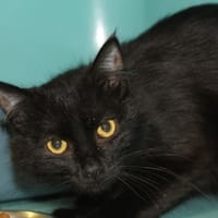 blacko, chat à adopter