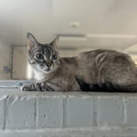 VANILLE, chatte à adopter