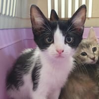 DIONYSOS CHA, chatte à adopter