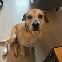 MILKA, chienne à adopter