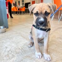 ROXANNE OAA20076, chienne à adopter