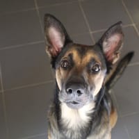 tyzon, chien à adopter