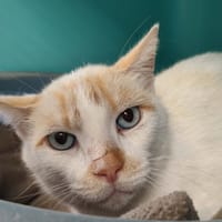 BLANCO QCT, chat à adopter
