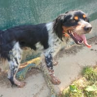 Aston, chien à adopter