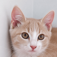 kai, chat à adopter
