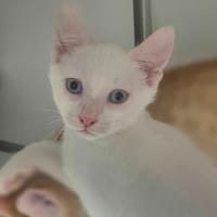 THYM, chat à adopter