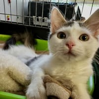 Pin'up [Chaton] [Ataxique], chatte à adopter