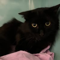 ZEPHIR, chat à adopter