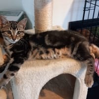 Simba, chat à adopter