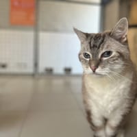 MIAOUCHA, chat à adopter