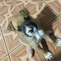 TITINE (FAMILLE RELAIS), chienne à adopter