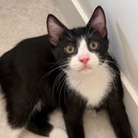 WINNIE CHA, chat à adopter