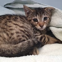 ATLANTA CHA, chatte à adopter