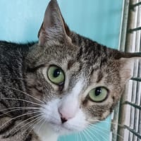 Hyacinthe, chatte à adopter