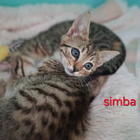 Simba, chat à adopter