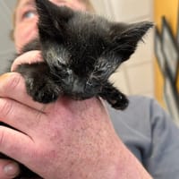 FLEUR, chatte à adopter