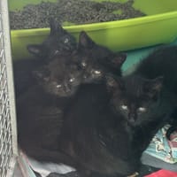 CHARBON, chat à adopter