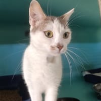 Fiona, chatte à adopter