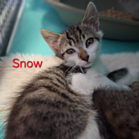 Snow, chat à adopter