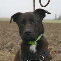 RINGO (Réservé), chien à adopter