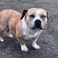 zarga, chienne à adopter