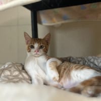 BISCOTTE, chatte à adopter
