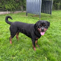 KIRA, chienne à adopter