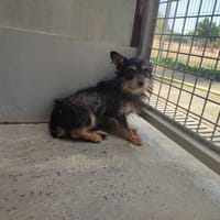 Riri, chien à adopter