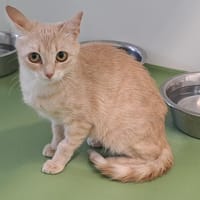 Athéna, chatte à adopter
