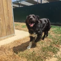 Bounty, chien à adopter