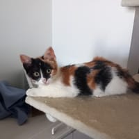 Zelda, chatte à adopter