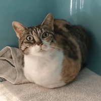 Chatte tricolore, chatte à adopter