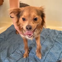 CROUSTY PAA24288, chien à adopter