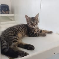 MALLOW, chat à adopter