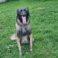 ANDY, chienne à adopter