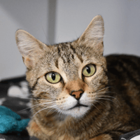 CALYPSO, chatte à adopter