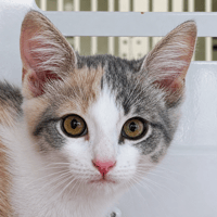 MIA, chatte à adopter