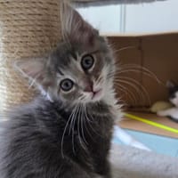 Bulma (en cours d'adoption), chatte à adopter