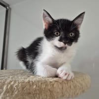 BULLE, chatte à adopter
