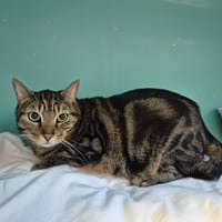GUIZMO, chat à adopter
