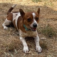 FOREST PAA24287, chien à adopter