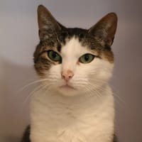 Mimine, chat à adopter