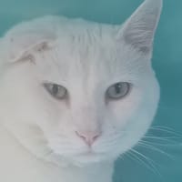 Dolito, chat à adopter