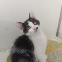 CHORIZO, chat à adopter