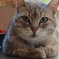 MAYA, chatte à adopter