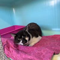Riu, chatte à adopter