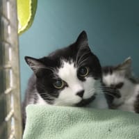 lizac, chat à adopter