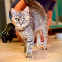 LUTTI, chatte à adopter