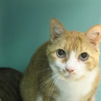 ratou, chat à adopter