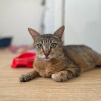 Valentine, chatte à adopter